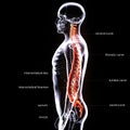 Human Male Spine Anatomy Illustration. 3D Render