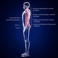 3d illustration of human body spinal bone anatomy