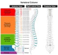 Vertebral Column Anatomy Infographic Diagram Royalty Free Stock Photo