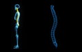 Vertebral column