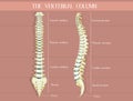 The vertebral column diagram Royalty Free Stock Photo