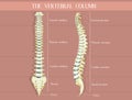 The vertebral column diagram