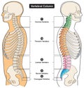 Vertebral column of human body anatomy infographic diagram medical science education spine vertebra