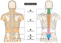 Vertebral column of human body anatomy infographic diagram medical science education spine vertebra Royalty Free Stock Photo