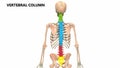 Vertebral Column of Human Skeleton System Described with Labels Anatomy Animation Concept