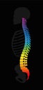 Vertebral Column Rainbow Colors Human Backbone