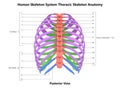 Vertebral Column Thoracic Skeleton of Human Skeleton System Anatomy with Full Detailed Labels Posterior View