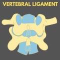VERTEBRAL LIGAMENT - 1 Royalty Free Stock Photo