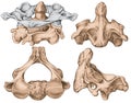 Vertebral morphology, second cervical vertebra