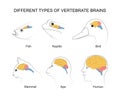 Vertebrate Brains: evolution, structures and functions Royalty Free Stock Photo