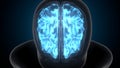 3d illustration of human brain cerebral hemisphere anatomy.