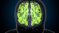 3d illustration of human brain cerebral hemisphere anatomy.