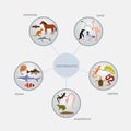 Vertebrates classification infographics