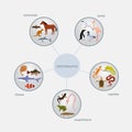 Vertebrates classification infographics Royalty Free Stock Photo