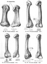 Vertica anatomy drawing and text of the four metatarsals, from the 19th century Royalty Free Stock Photo