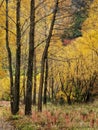 Vertical abstract background image of yellow autumn trees