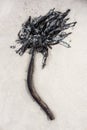 A vertical abstract close up of a piece of seaweed lying on white beach sand Royalty Free Stock Photo