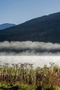 Vertical - Abstract fog, plants, water, and sunshine in a landscape.