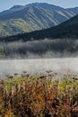 Vertical - Abstract fog, plants, water, and sunshine in a landscape.