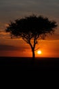 Vertical of an Acacia tree in a green field in Masai Mara national reserve in Kenya,Africa at sunset Royalty Free Stock Photo