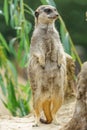 Vertical of an adorable Meerkat, Suricata suricatta captured in its natural habitat Royalty Free Stock Photo