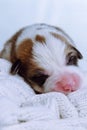 Vertical adorable sleepy, snoozing tricolored welsh corgi puppy dog lying on white soft blanket. Sweet dreams and relax