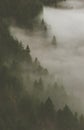 Vertical aerial shot of an eerie forest in fog Royalty Free Stock Photo