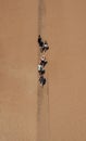 Vertical aerial shot of people walking on a path on sand