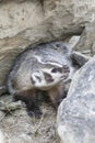 Vertical of aggressive badger