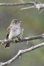 Vertical of Alder Flycatcher, Empidonax alnorum Royalty Free Stock Photo