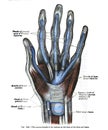 Vertical anatomy drawing and text of the front of the wrist, from the 19th-century