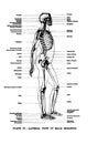 Vertical anatomy drawing and text of the lateral view of a male skeleton from the 19th-century