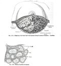 Vertical anatomy drawing and text of the lower half of the mamma,from the 19th-century