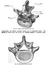 Vertical anatomy drawing and text of the lumbar vertebra, from the 19th century