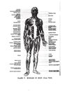 Vertical anatomy drawing and text of the muscles of the body, front view, from the 19th-century