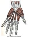 Vertical anatomy drawing and text of the muscles of the left hand, from the 19th-century