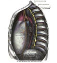 Vertical anatomy drawing and text of the thoracic aorta, from the 19th-century