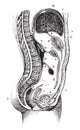 Vertical and antero-posterior of the abdomen, vintage engraving