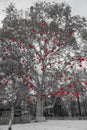 VERTICAL: Artistic monochrome shot of a herzerlbaum in an empty park in Vienna.