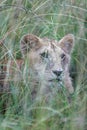 Vertical artistic out-of-focus shot of a cape lion in the grass blurred background