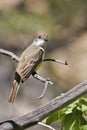 Vertical of Ash-throated Flycatcher, Myiarchus cinerascens Royalty Free Stock Photo