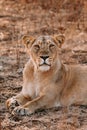 Vertical of an Asiatic lioness sitting on the yellow grass in Sasan Gir, Gujarat, India