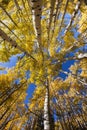 Vertical Aspen Trees