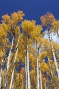 Vertical Aspens Royalty Free Stock Photo