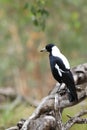 Vertical of Australian Magpie, Cracticus tibicen, perched Royalty Free Stock Photo