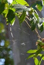 An Australian Spider Web