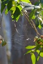 An Australian Spider Web Royalty Free Stock Photo