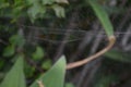 An Australian Spider Web