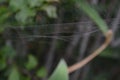 An Australian Spider Web