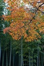 Vertical autumn branch in front bamboo grove Royalty Free Stock Photo